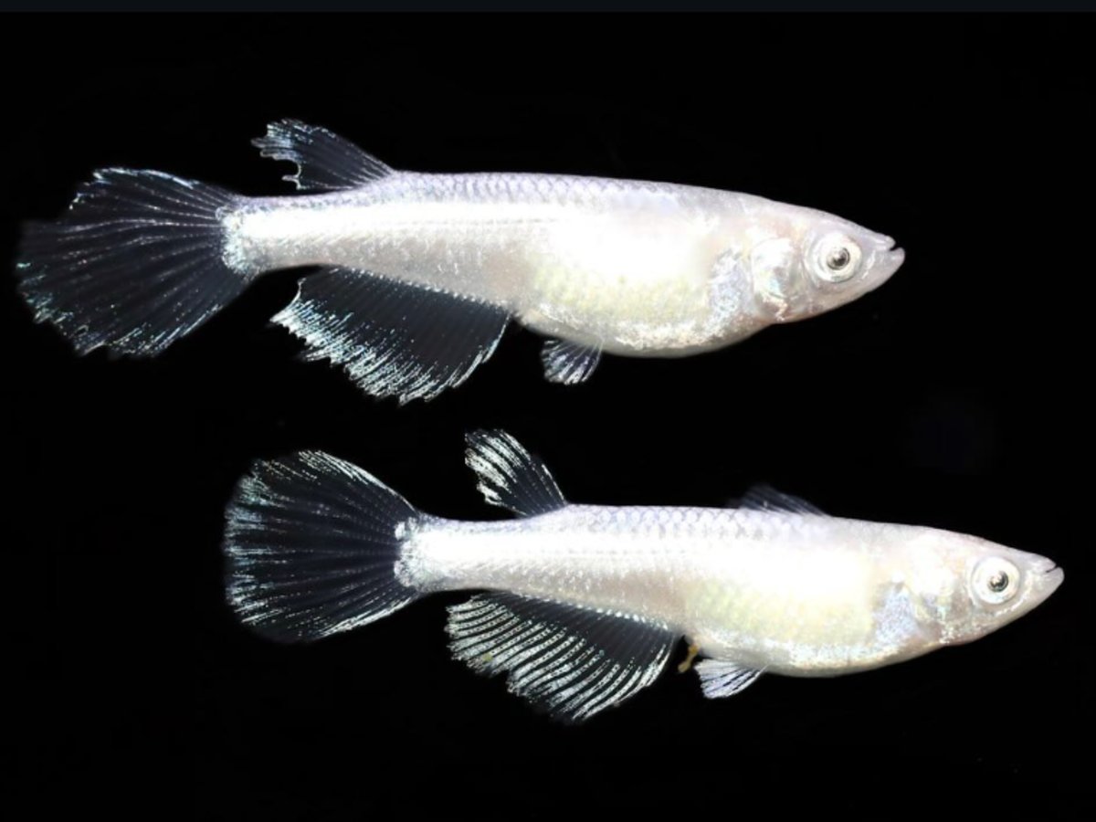 Frozen Longfin