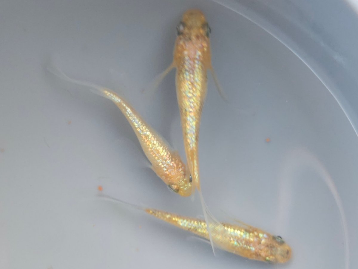 Mikan (Tangerine) Tricolor Matsui