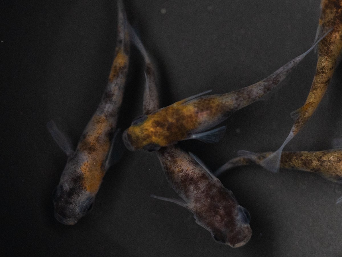 Wazumi Tricolor