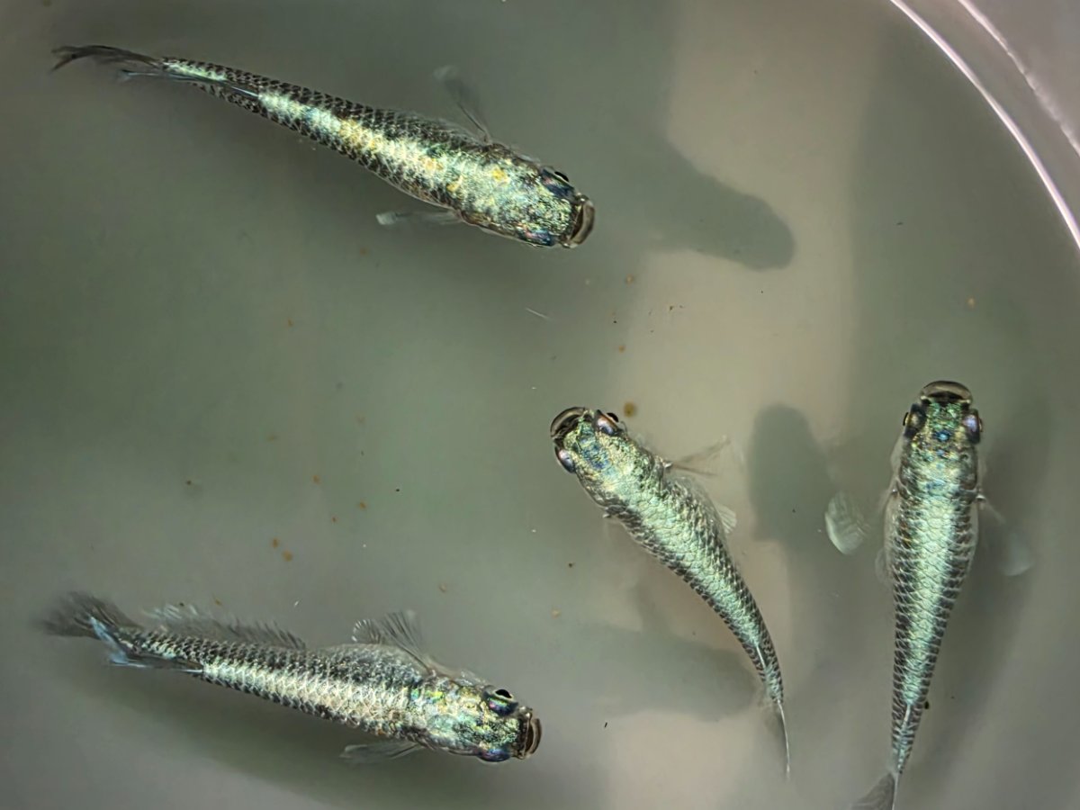 Kigin (Shining Silver)