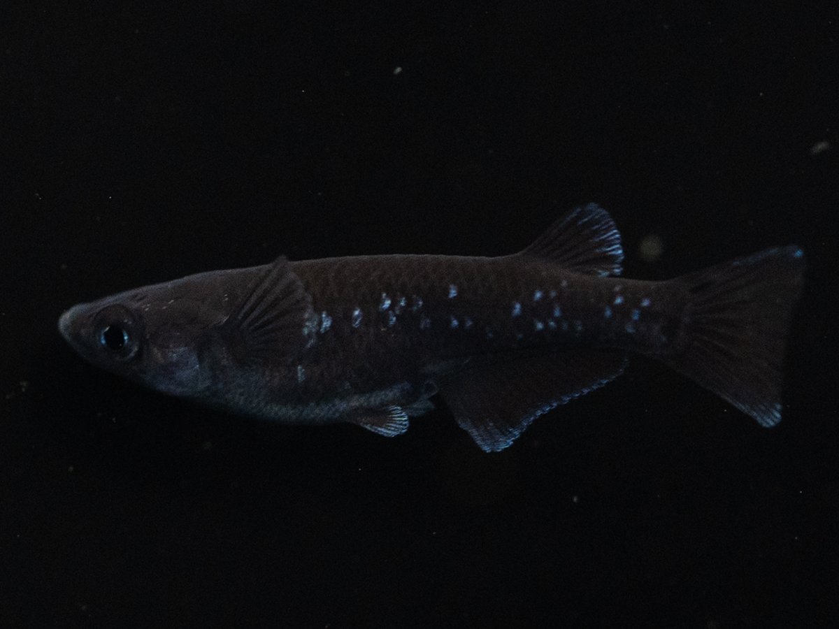 Yohen Tenmoku