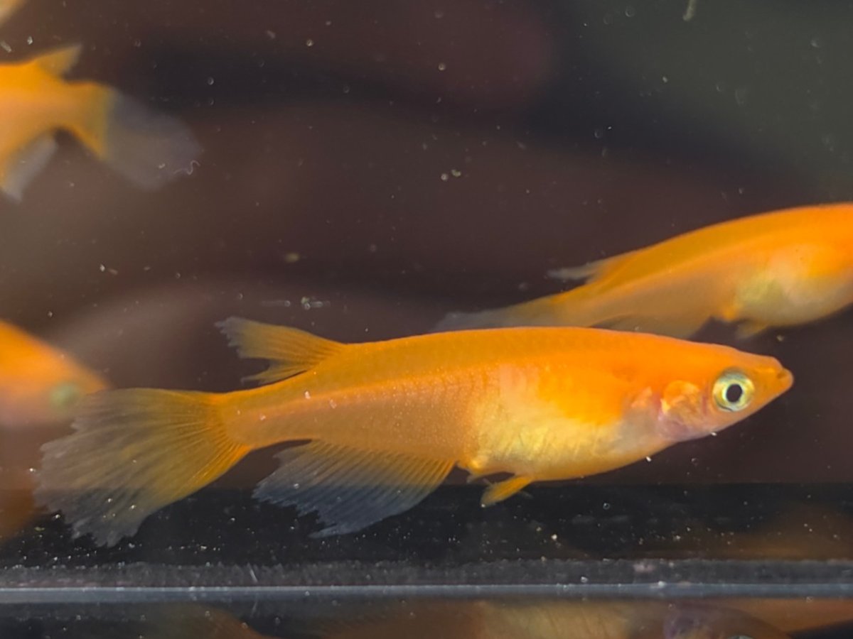 Yokihi Longfin