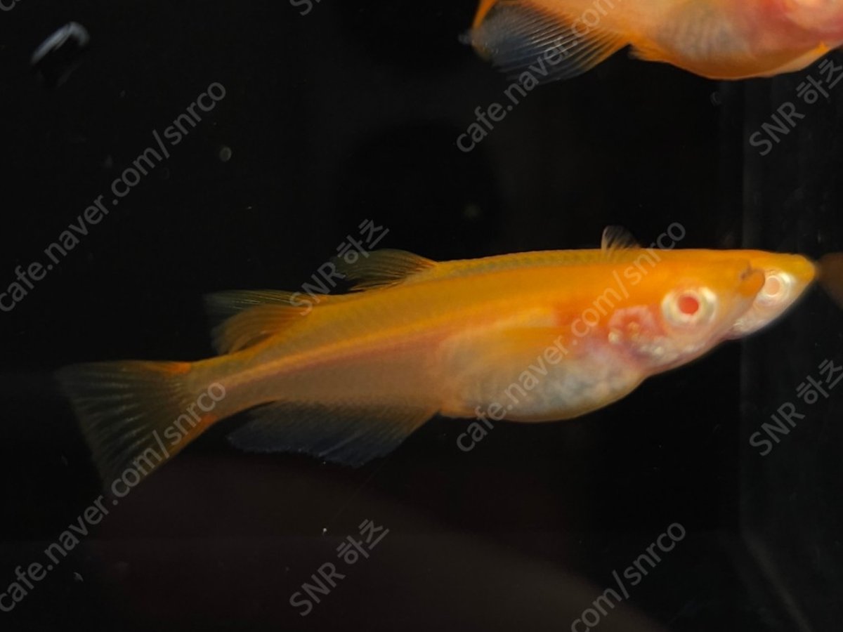 Yokihi Albino