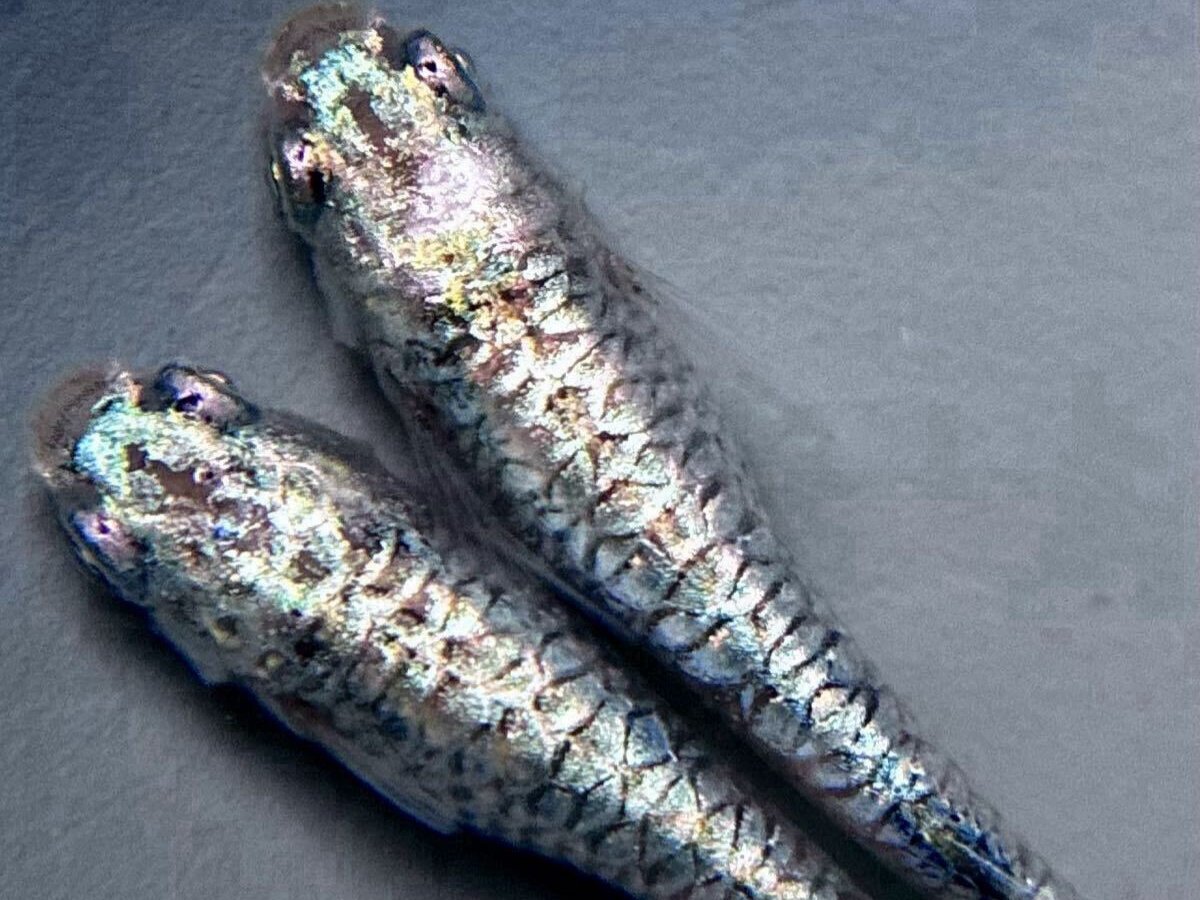 Seiryu (Blue Dragon)