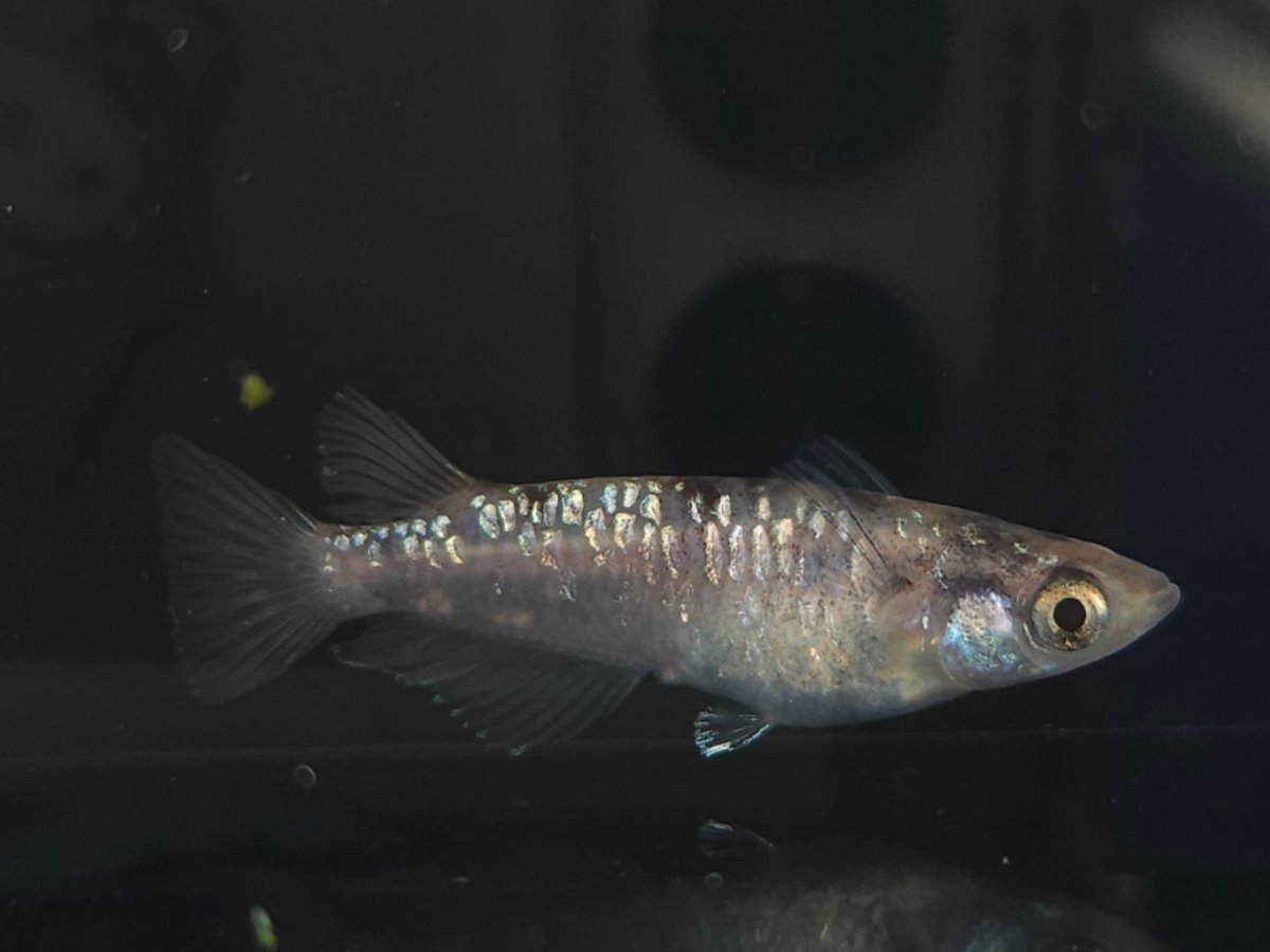 Ginbu (Wa-Sumi-Line Mirror Scale)