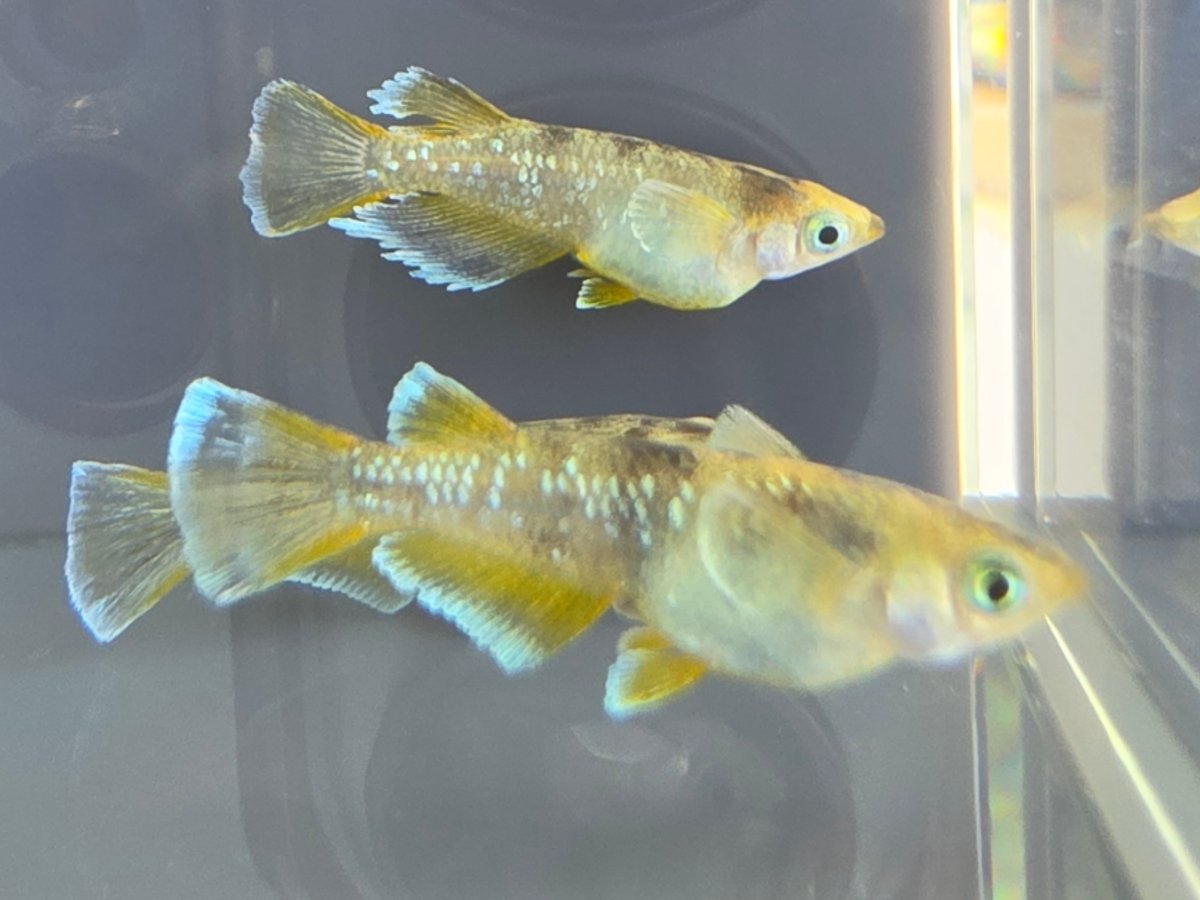 Ragnir (Yellow Pigment Expression of Jaboku - Mio)