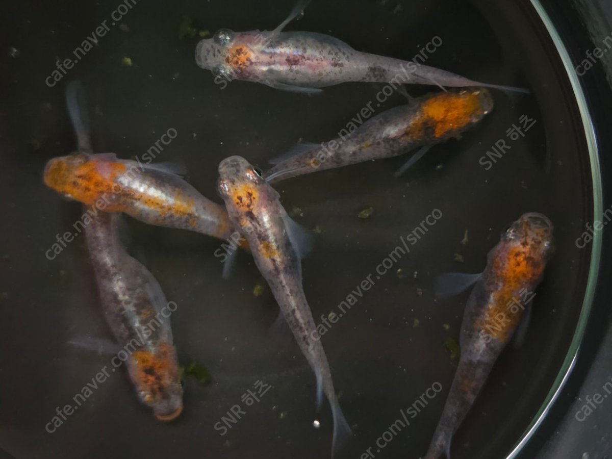 Tricolor Transparent Scale